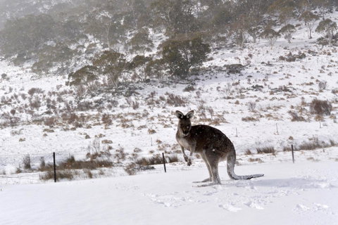 CHILL-OUT - Thredbo - Accommodation NSW 27