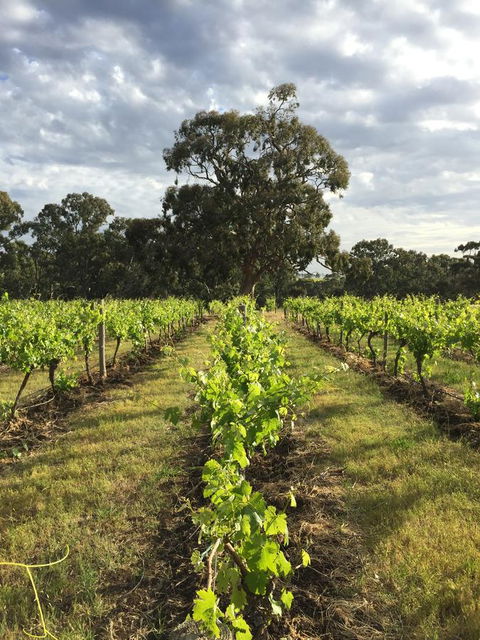 The Winemakers - Accommodation NSW 2