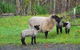 Back Valley Farmstay Bed And Breakfast - thumb 13