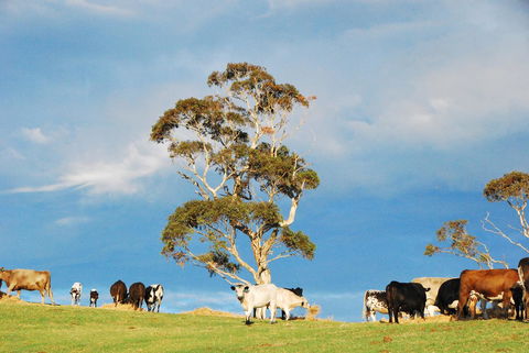 Back Valley Farmstay Bed And Breakfast - Accommodation NSW 18