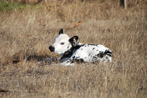 Back Valley Farmstay Bed And Breakfast - Accommodation NSW 12