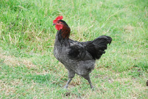 Back Valley Farmstay Bed And Breakfast - Accommodation NSW 17