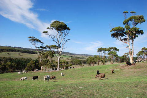 Back Valley Farmstay Bed And Breakfast - Accommodation NSW 0