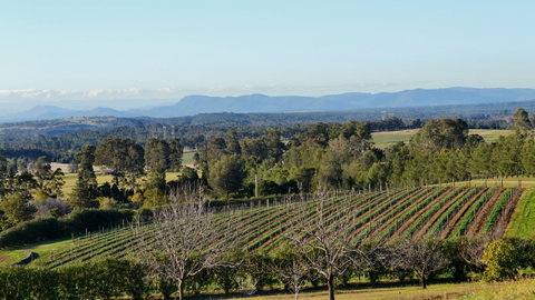 Grapevines Boutique Accommodation - Accommodation NSW 21