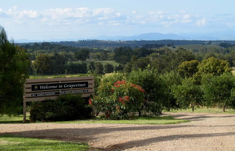Grapevines Boutique Accommodation - Accommodation NSW 15