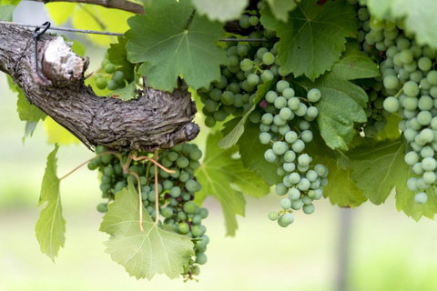Thistle Hill Guesthouse - Walk To Many Wineries And Restaurants - Accommodation NSW 44