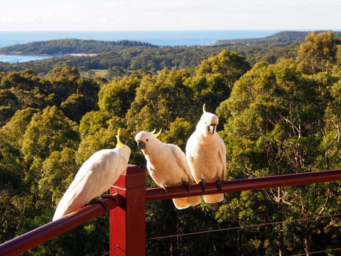 Bundle Hill Cottages - Accommodation NSW 2