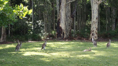 Bundle Hill Cottages - Accommodation NSW 15