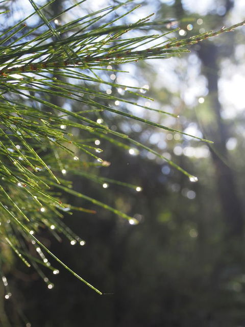 Bundle Hill Cottages - Accommodation NSW 5