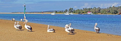 Pelican Motor Inn - Accommodation NSW 29