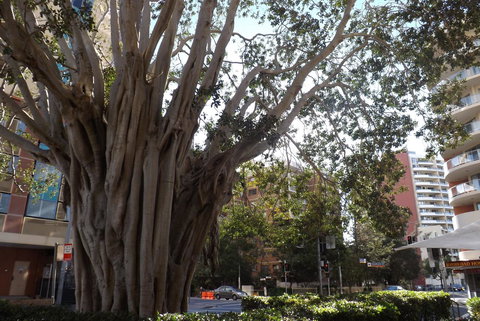 Fiori Apartments - Accommodation NSW 29