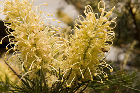 Ironstone Estate Lovedale - Accommodation NSW 36