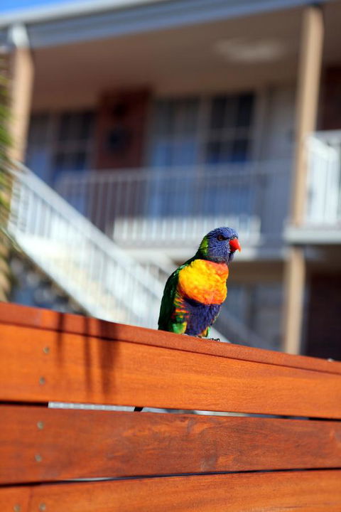 Summerhill Motor Inn - Accommodation NSW 30