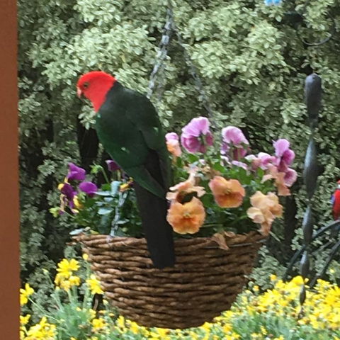 The Best Exotic Magnolia Cottage - Accommodation NSW 32