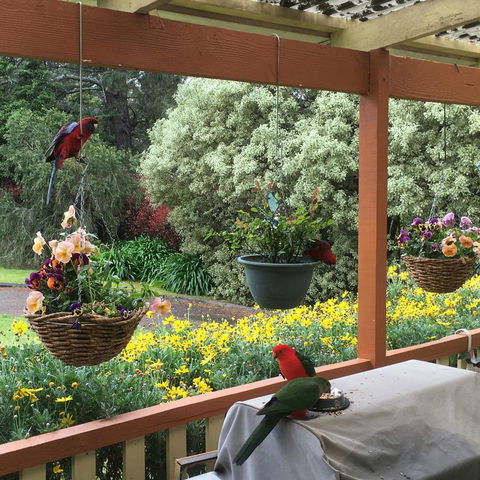 The Best Exotic Magnolia Cottage - Accommodation NSW 33