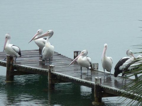 Pelican H2O One & Two Bedroom Apartments - Accommodation NSW 6