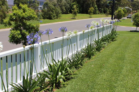 Red Waratah - Accommodation NSW 2