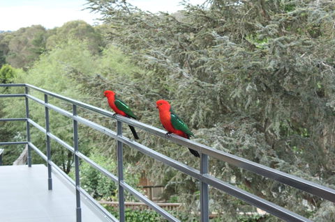 Bundanoon Lodge - Accommodation NSW 7