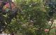 CBD Home Rinaldi's - thumb 1