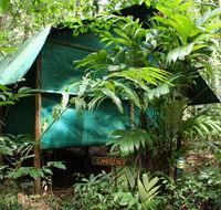 Daintree Crocodylus - Accommodation NSW