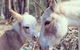 Donkey Tales Farm Cottages - thumb 3