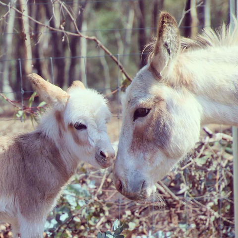 Donkey Tales Farm Cottages - Accommodation NSW 3