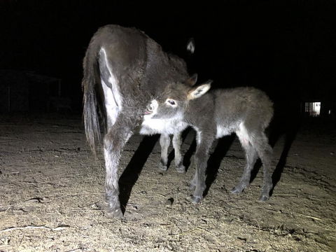 Donkey Tales Farm Cottages - Accommodation NSW 0