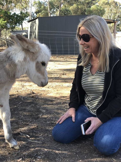 Donkey Tales Farm Cottages - Accommodation NSW 1
