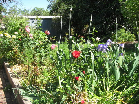 Goat Square Cottages - Accommodation NSW 2