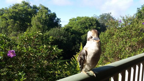 Gumtree House Montville - Accommodation NSW 3