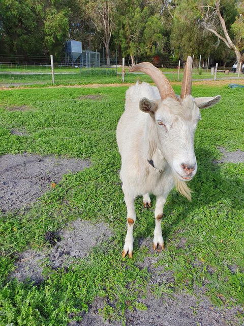 Kerriley Park FarmStay - Accommodation NSW 2