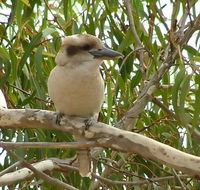 kookaburra nest - Accommodation NSW