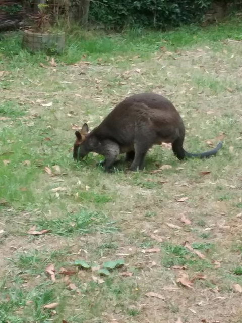 Lyrebird Gully Retreat - Accommodation NSW 1