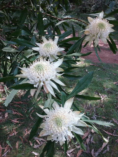 Lyrebird Gully Retreat - Accommodation NSW 0