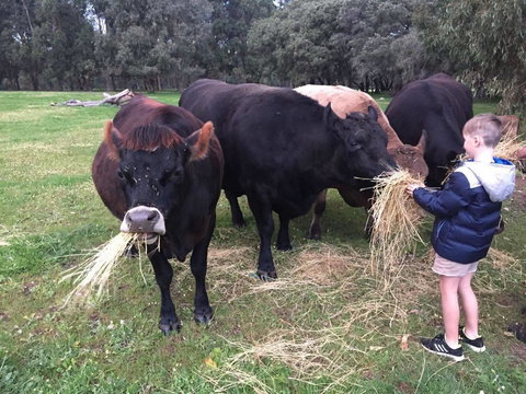 Turner Brook Chalet - Accommodation NSW 6