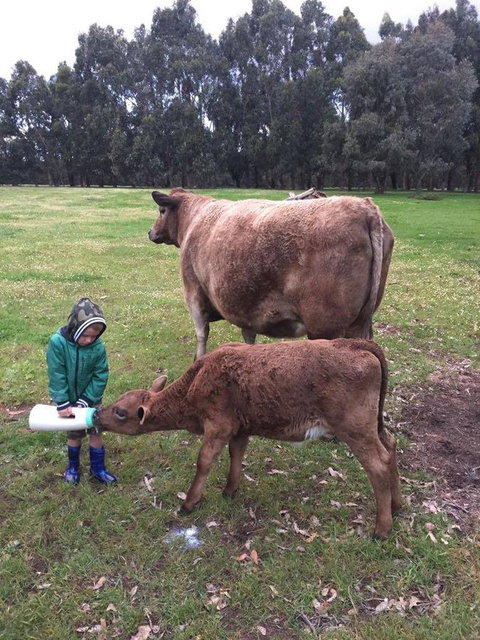 Turner Brook Chalet - Accommodation NSW 4