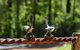 Nannup Bush Retreat - thumb 6