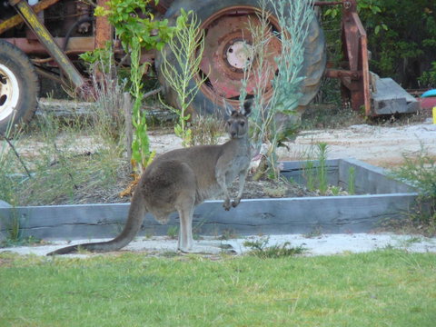 Nannup Bush Retreat - Accommodation NSW 38