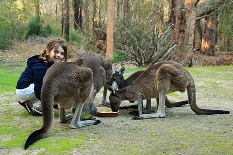 Yelverton Brook Conservation Sanctuary - Accommodation NSW 5