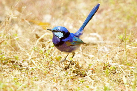 Yelverton Brook Conservation Sanctuary - Accommodation NSW 23