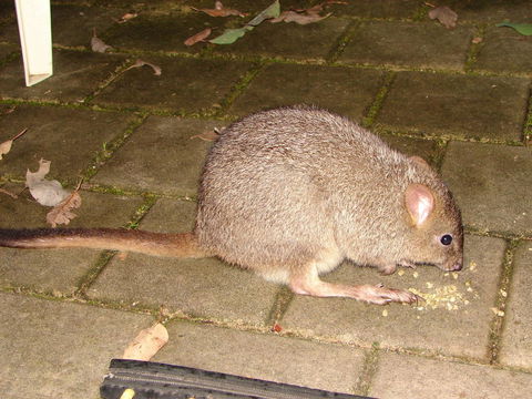 Yelverton Brook Conservation Sanctuary - Accommodation NSW 37