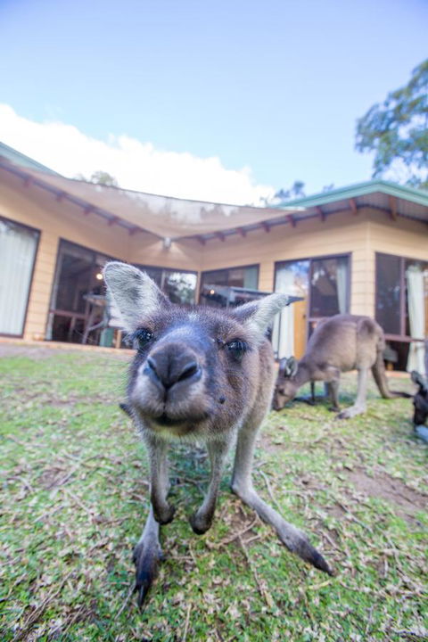 Yelverton Brook Conservation Sanctuary - Accommodation NSW 17