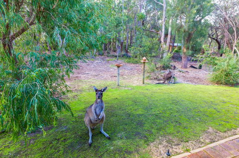 Yelverton Brook Conservation Sanctuary - Accommodation NSW 11