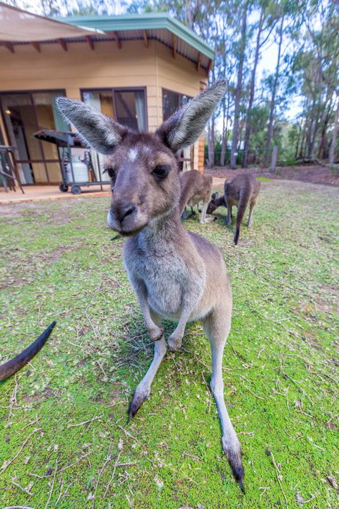 Yelverton Brook Conservation Sanctuary - Accommodation NSW 0