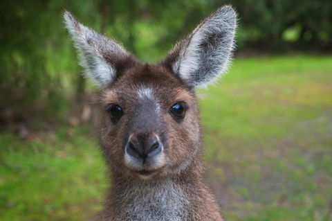 Yelverton Brook Conservation Sanctuary - Accommodation NSW 25