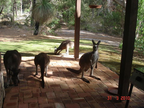 Yelverton Brook Conservation Sanctuary - Accommodation NSW 22