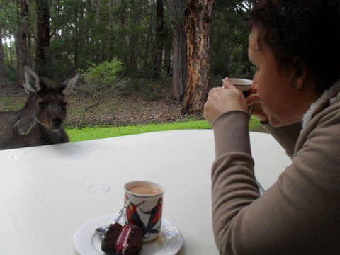 Yelverton Brook Conservation Sanctuary - Accommodation NSW 44