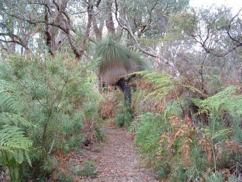 Yelverton Brook Conservation Sanctuary - Accommodation NSW 41