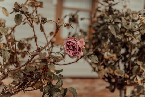 Bluebird Cottage - Accommodation NSW 25