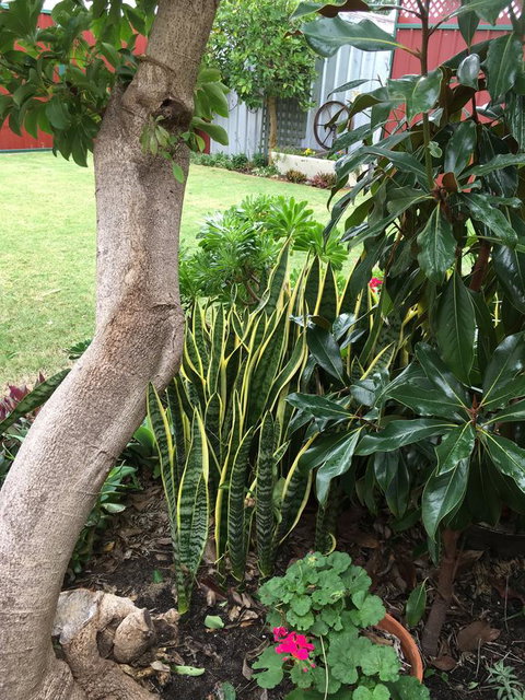 Bluebird Cottage - Accommodation NSW 30